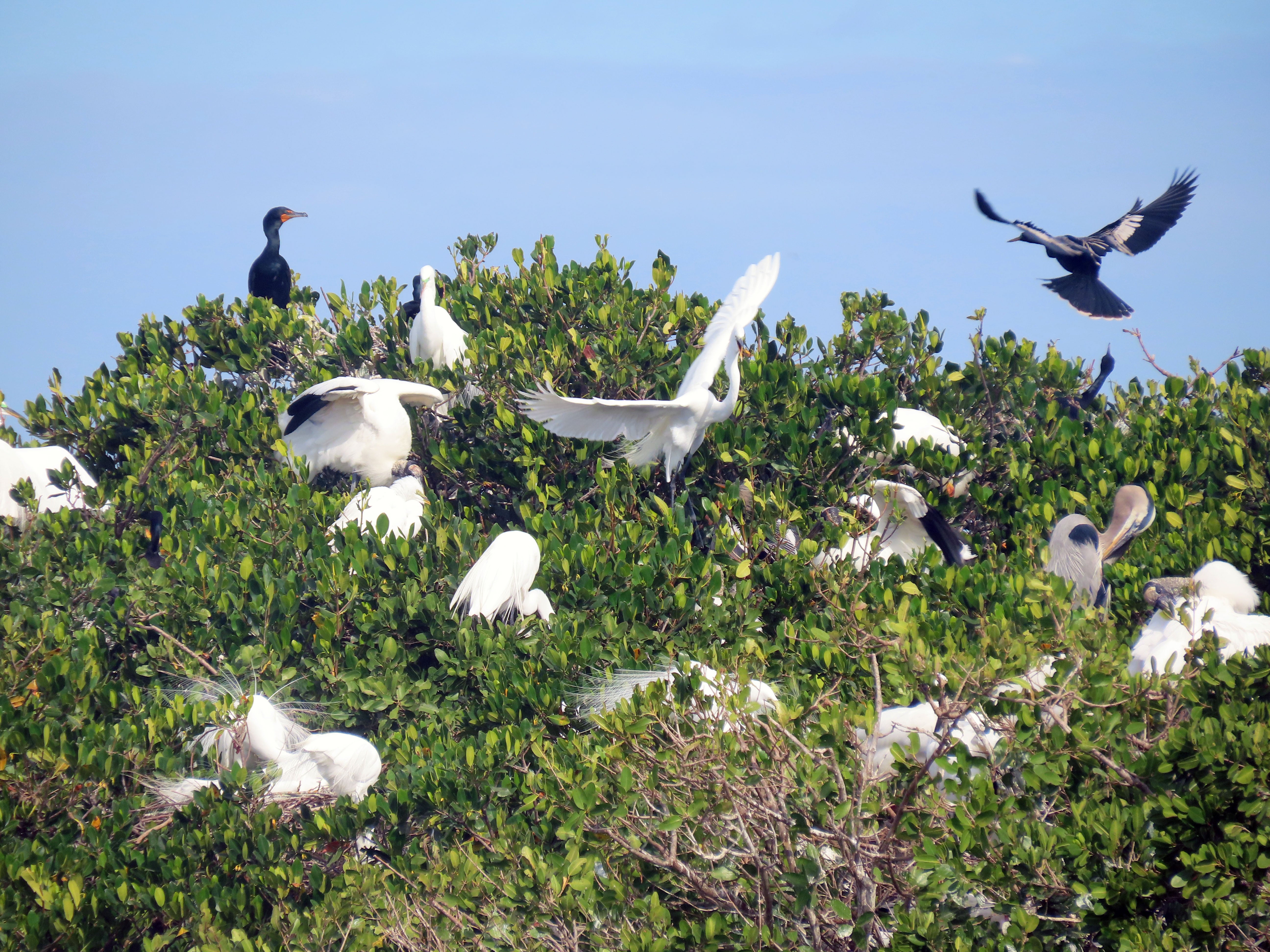 A mangrove island with a variety of wading birds perched.